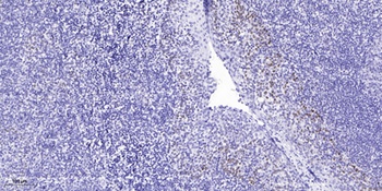 TAF5L antibody