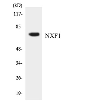 TAP antibody