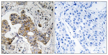 TASK-5 antibody