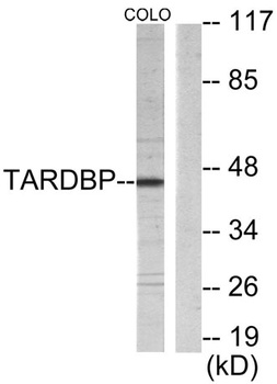 TBX1 rabbit pAb