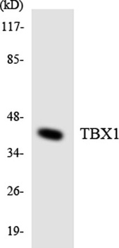 TBX1 rabbit pAb