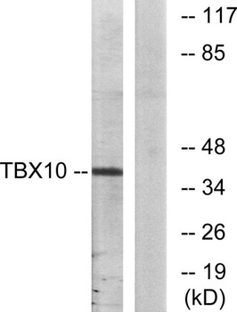 TBX10 rabbit pAb
