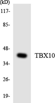TBX10 rabbit pAb