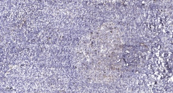 TBX10 rabbit pAb