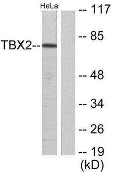 TBX2 rabbit pAb