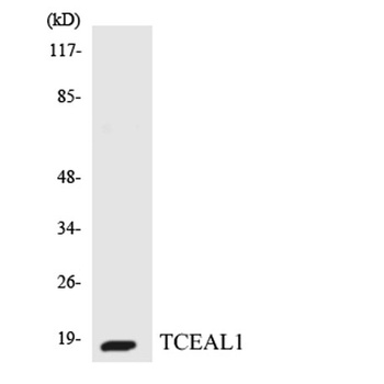 TCEAL1 antibody