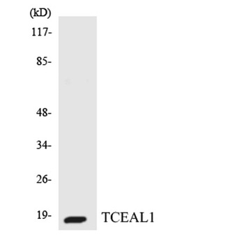 TCEAL1 rabbit pAb
