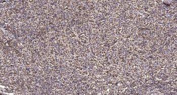 TCEAL1 rabbit pAb