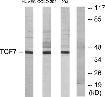 TCF-1 rabbit pAb