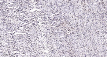 TCF-1 rabbit pAb