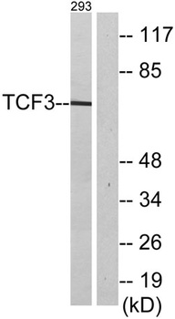 TCF-3 rabbit pAb