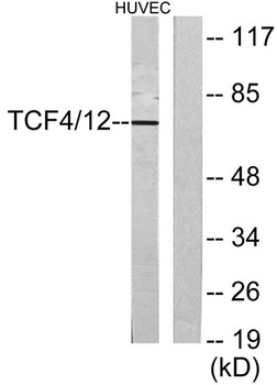 TCF-4/12 antibody