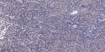 TCF-4/12 rabbit pAb