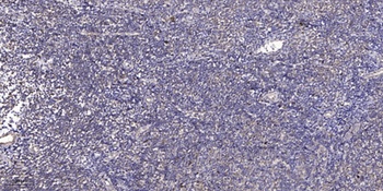 TCF-4/12 antibody