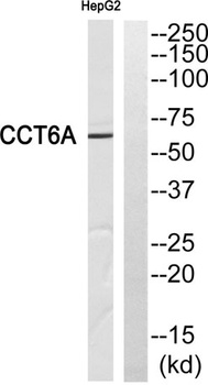 TCP-1 ζ rabbit pAb