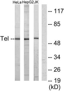 TEL rabbit pAb