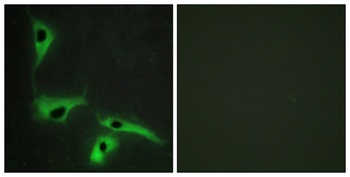 Tetraspanin-8 antibody