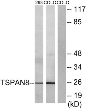 Tetraspanin-8 antibody