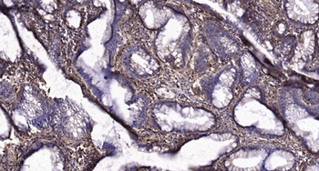 Tetraspanin-8 rabbit pAb