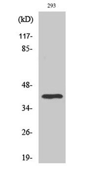 TFIID rabbit pAb Antibody