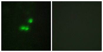 TFIIIB90-1 antibody