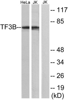 TFIIIB90-1 rabbit pAb