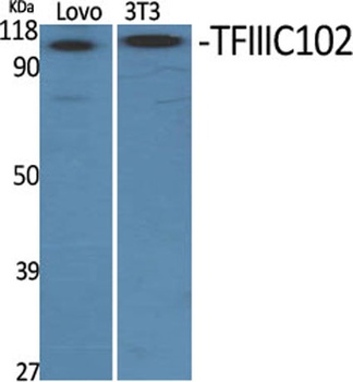 TFIIIC102 rabbit pAb Antibody
