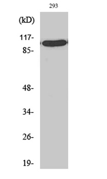 TFIIIC102 antibody