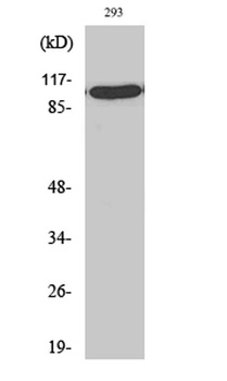 TFIIIC102 rabbit pAb Antibody