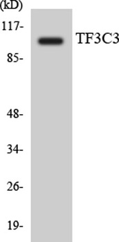 TFIIIC102 rabbit pAb Antibody