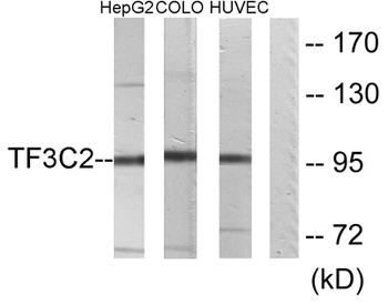 TFIIIC110 antibody