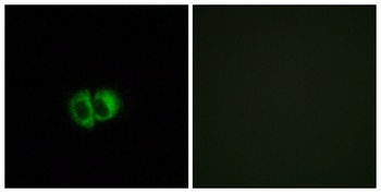 TG1019 antibody