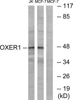 TG1019 rabbit pAb