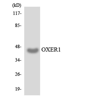 TG1019 antibody