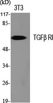 TGF beta RI antibody