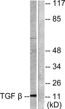 TGFβ3 rabbit pAb
