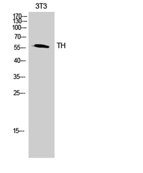 TH antibody