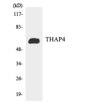 THAP4 antibody