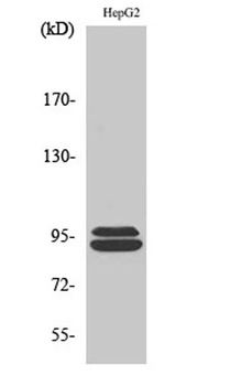 THC2 rabbit pAb Antibody