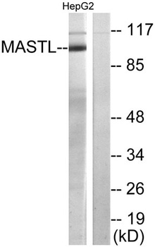 THC2 antibody