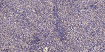 THC2 antibody