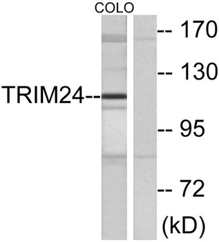 TIF1 alpha antibody