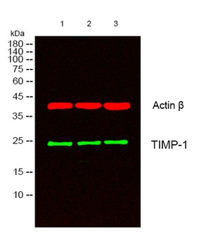 TIMP-1 rabbit pAb