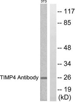 TIMP-4 antibody