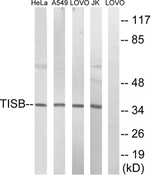 TIS11B antibody