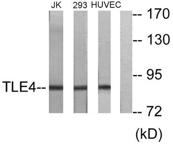 TLE4 antibody