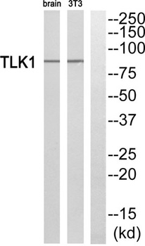 TLK1 rabbit pAb