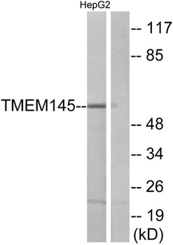 TMEM145 antibody