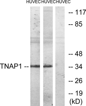 TNF-IP 1 antibody