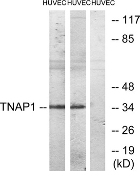 TNF-IP 1 rabbit pAb
